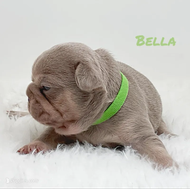 BELLA – French Bulldog puppy for sale in Lehigh Acres, FL