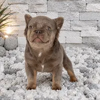 LEO, a male French Bulldog for sale in Lehigh Acres, FL – 1 of 3