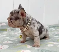 GINA, a female French Bulldog for sale in Lehigh Acres, FL – 4 of 5