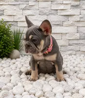 BONNIE, a female French Bulldog for sale in Lehigh Acres, FL – 3 of 3
