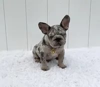 ENZO, a male French Bulldog for sale in Lehigh Acres, FL – 4 of 5