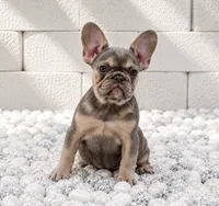 BELLA, a female French Bulldog for sale in Lehigh Acres, FL – 3 of 4