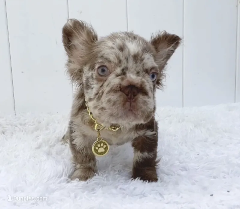 FIONA – French Bulldog puppy for sale in Lehigh Acres, FL