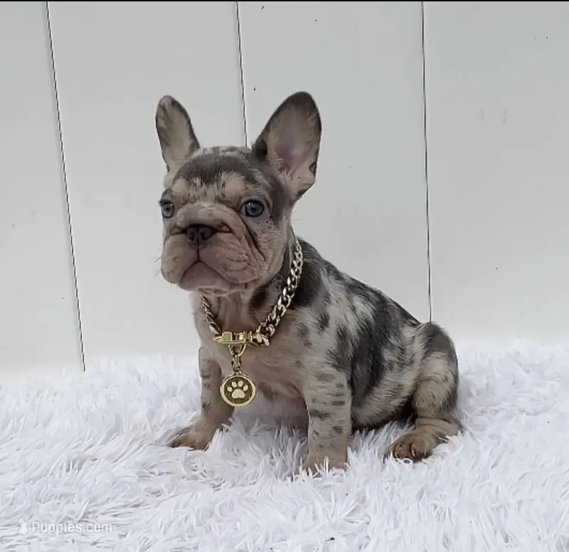 GINA – French Bulldog puppy for sale in Lehigh Acres, FL