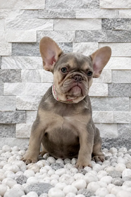 BELLA – French Bulldog puppy for sale in Lehigh Acres, FL