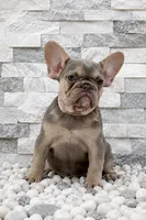 BELLA, a female French Bulldog for sale in Lehigh Acres, FL – 1 of 4