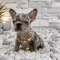 ELIOT, a male French Bulldog for sale in Lehigh Acres, FL – 3 of 6