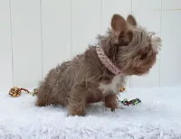 ALEXA (FLOODLE), a female French Bulldog for sale in Lehigh Acres, FL – 3 of 6