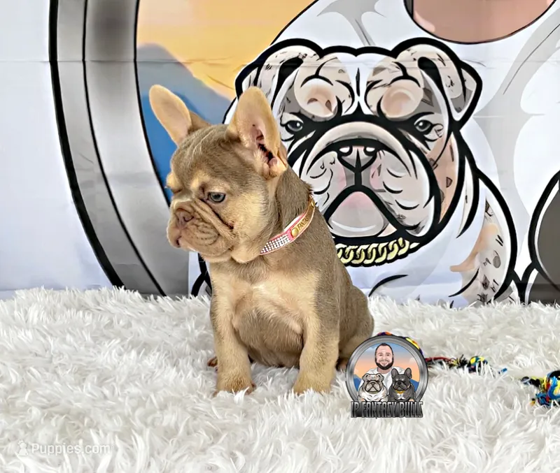 BELLA – French Bulldog puppy for sale in Lehigh Acres, FL