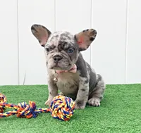 ENMA, a female French Bulldog for sale in Lehigh Acres, FL – 3 of 10