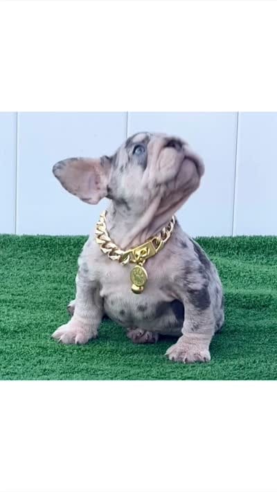 ELVIS, a male French Bulldog for sale in Lehigh Acres, FL – 5 of 5