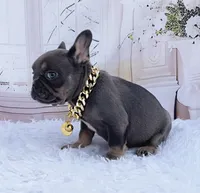 BLAS, a male French Bulldog for sale in Lehigh Acres, FL – Photo 2 of 5