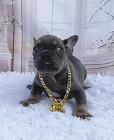 BLAS, a male French Bulldog for sale in Lehigh Acres, FL – Photo 3 of 5