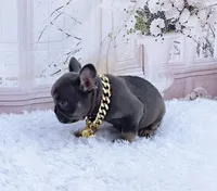 BLAS, a male French Bulldog for sale in Lehigh Acres, FL – Photo 1 of 5