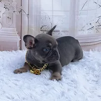 BLAS, a male French Bulldog for sale in Lehigh Acres, FL – Photo 5 of 5