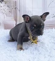 BLAS, a male French Bulldog for sale in Lehigh Acres, FL – Photo 4 of 5