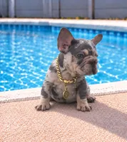 ELIOT, a male French Bulldog for sale in Lehigh Acres, FL – 4 of 6