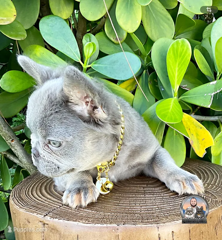 LEO – French Bulldog puppy for sale in Lehigh Acres, FL