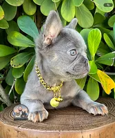 LEO, a male French Bulldog for sale in Lehigh Acres, FL – Photo 2 of 3