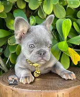 LEO, a male French Bulldog for sale in Lehigh Acres, FL – Photo 3 of 3