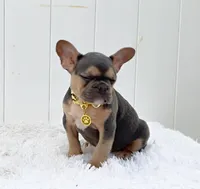 FELIX, a male French Bulldog for sale in Lehigh Acres, FL – 3 of 3