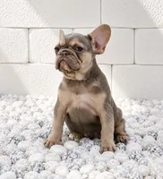 BEBA, a female French Bulldog for sale in Lehigh Acres, FL – 1 of 1