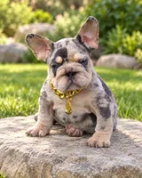 ELVIS, a male French Bulldog for sale in Lehigh Acres, FL – 1 of 6