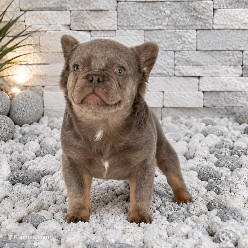 LEO – French Bulldog puppy for sale in Lehigh Acres, FL