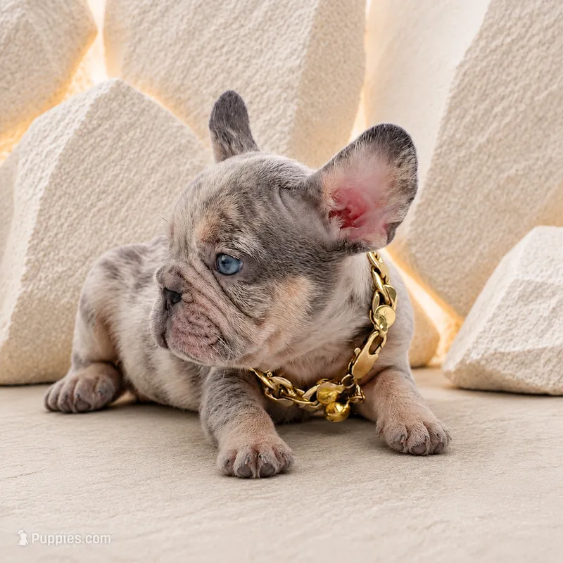 ENZO – French Bulldog puppy for sale in Lehigh Acres, FL