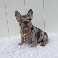 GINA, a female French Bulldog for sale in Lehigh Acres, FL – 6 of 8
