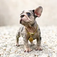 ELVIS, a male French Bulldog for sale in Lehigh Acres, FL – 1 of 3