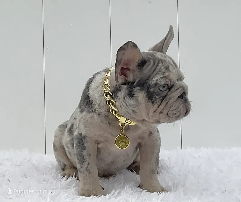 ENZO, a male French Bulldog for sale in Lehigh Acres, FL – 1 of 5