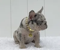 ENZO, a male French Bulldog for sale in Lehigh Acres, FL – 1 of 5