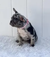 ENMA, a female French Bulldog for sale in Lehigh Acres, FL – 6 of 8