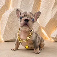 ELIOT, a male French Bulldog for sale in Lehigh Acres, FL – 5 of 6
