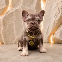 FONSI, a male French Bulldog for sale in Lehigh Acres, FL – 1 of 2