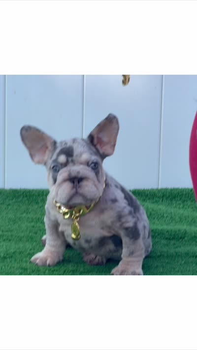 ELVIS, a male French Bulldog for sale in Lehigh Acres, FL – 6 of 6