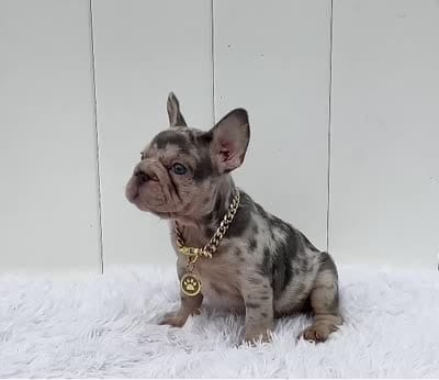GINA, a female French Bulldog for sale in Lehigh Acres, FL – 3 of 8