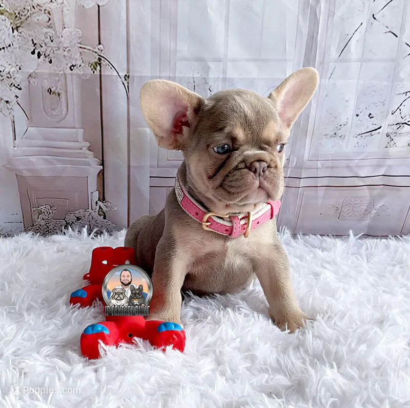 BELLA – French Bulldog puppy for sale in Lehigh Acres, FL