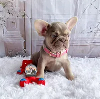 BELLA, a female French Bulldog for sale in Lehigh Acres, FL – 1 of 6