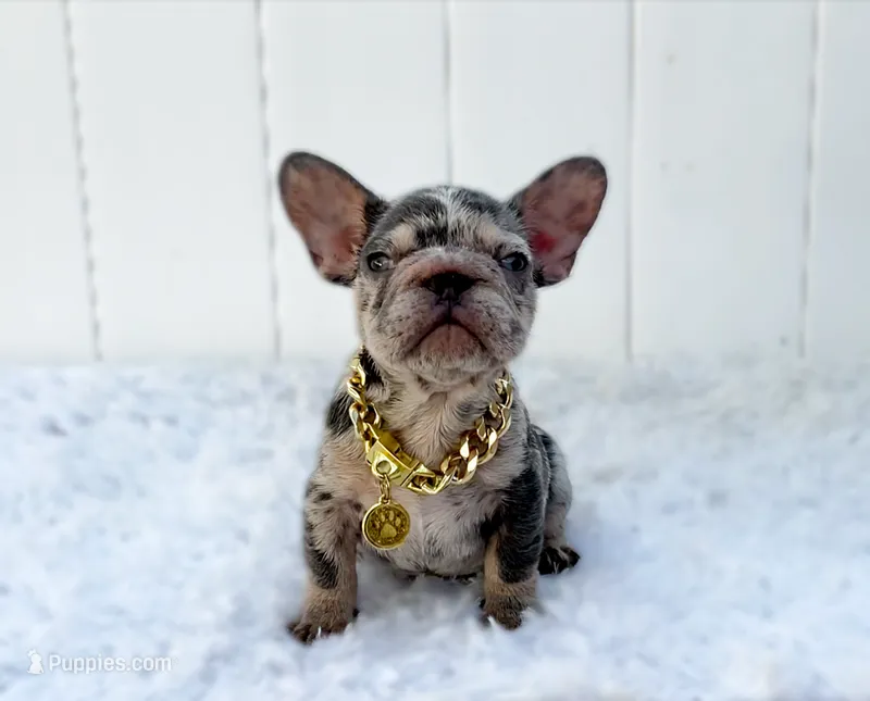 ELIOT – French Bulldog puppy for sale in Lehigh Acres, FL