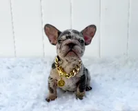 ELIOT, a male French Bulldog for sale in Lehigh Acres, FL – 1 of 6