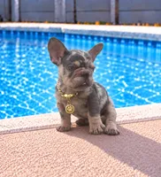 ELIOT, a male French Bulldog for sale in Lehigh Acres, FL – 3 of 8