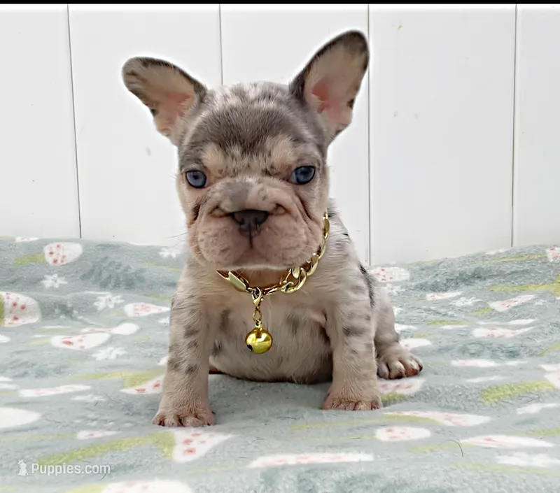 GINA – French Bulldog puppy for sale in Lehigh Acres, FL