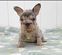 GINA, a female French Bulldog for sale in Lehigh Acres, FL – 1 of 5