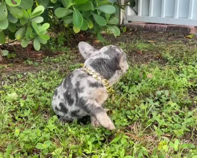 ELIOT, a male French Bulldog for sale in Lehigh Acres, FL – 7 of 8