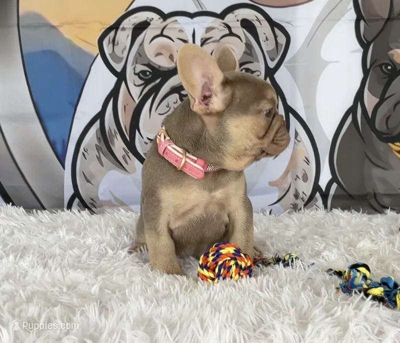 BELLA – French Bulldog puppy for sale in Lehigh Acres, FL