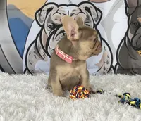 BELLA, a female French Bulldog for sale in Lehigh Acres, FL – 1 of 3