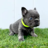 IZAN, a male French Bulldog for sale in Lehigh Acres, FL – Photo 4 of 5