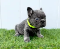 IZAN, a male French Bulldog for sale in Lehigh Acres, FL – Photo 4 of 5